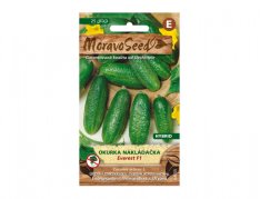 MoravoSeed sazenice okurka nakládačka jemnoostná EVEREST F1 hybrid 64055
