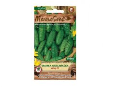 MoravoSeed Okurka nakládačka hruboostná ALTAJ F1 - hybrid 64006