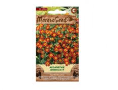 MoravoSeed sazenice aksamitník jemnolistý červený 03654