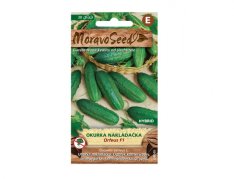 MoravoSeed Okurka nakládačka hruboostná ORFEUS F1 - hybrid 64049